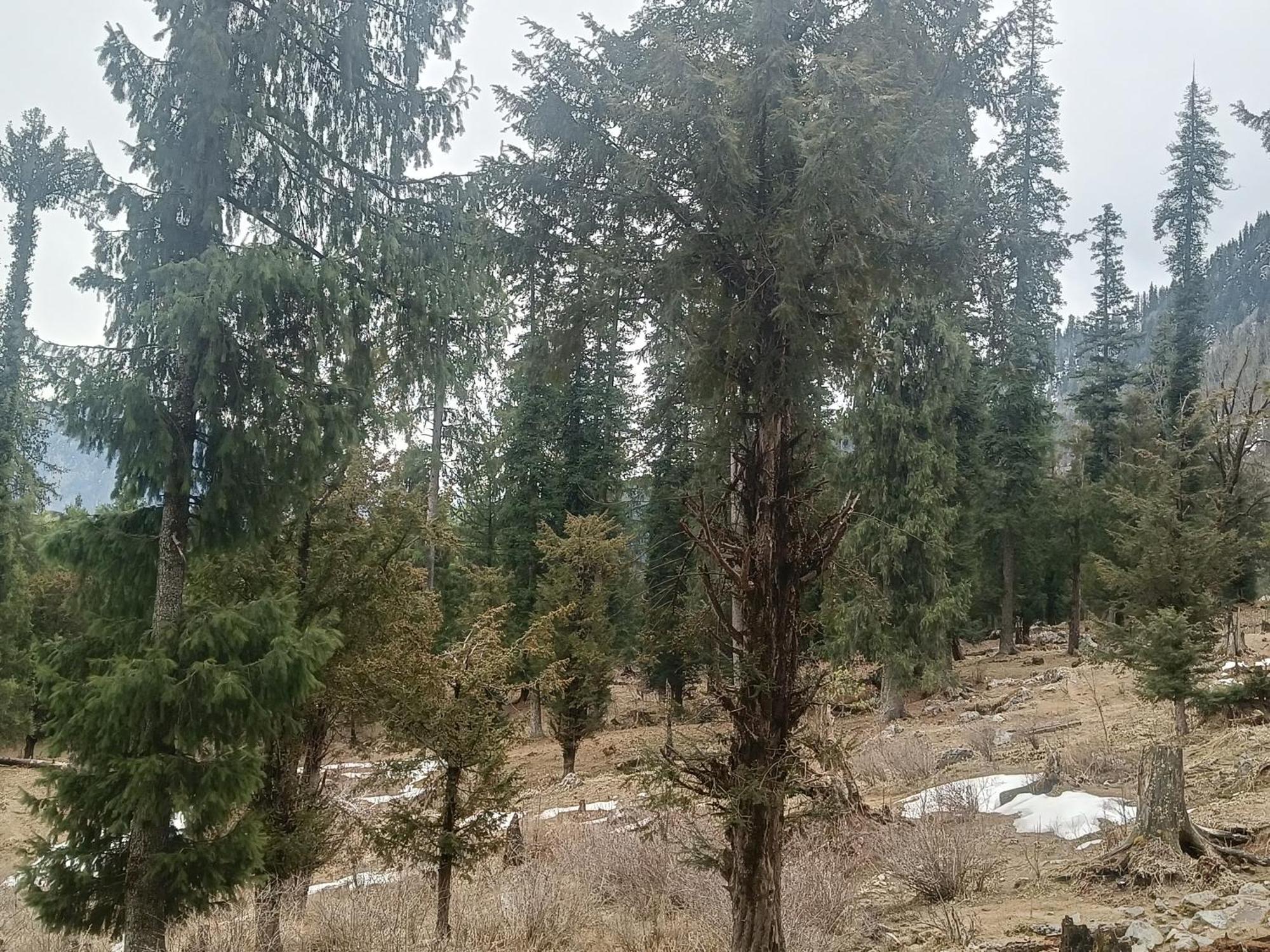 Banjār Trimounts-A Boutique Hotel & Wellnes Center In Tirthan Valley מראה חיצוני תמונה